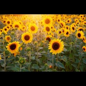 Meet your Posher, Kasey